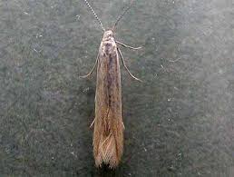 Attēlu rezultāti vaicājumam “Coleophora alticolella”