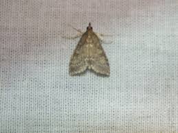 Attēlu rezultāti vaicājumam “Udea prunalis”