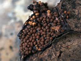 Attēlu rezultāti vaicājumam “Trichia alpina”