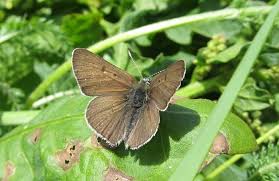 Attēlu rezultāti vaicājumam “Lycaena tityrus underside”