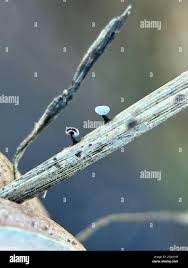 Attēlu rezultāti vaicājumam “Didymium serpula macro”