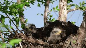 Attēlu rezultāti vaicājumam “Buteo buteo nest”