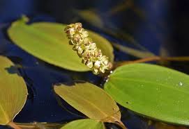 Attēlu rezultāti vaicājumam “Potamogeton natans”