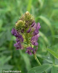 Attēlu rezultāti vaicājumam “Medicago sativa subsp. sativa flower”