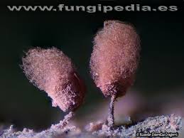 Attēlu rezultāti vaicājumam “Arcyria denudata macro”