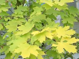 Attēlu rezultāti vaicājumam “Acer platanoides”