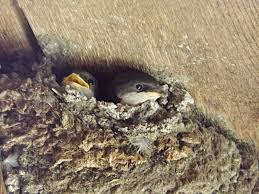 Attēlu rezultāti vaicājumam “Delichon urbicum nest”