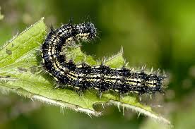 Attēlu rezultāti vaicājumam “Aglais urticae”