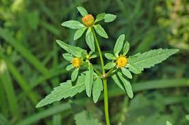 Attēlu rezultāti vaicājumam “Bidens tripartita fruit”