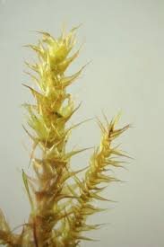 Attēlu rezultāti vaicājumam “Campylium stellatum”