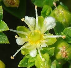 Attēlu rezultāti vaicājumam “Honckenya peploides flower”
