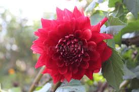Image result for Dahlia x pinnata `Redskin`