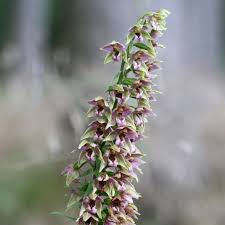 Attēlu rezultāti vaicājumam “Epipactis helleborine”