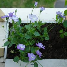 Attēlu rezultāti vaicājumam “Viola x williamsii”