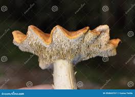 Attēlu rezultāti vaicājumam “Hydnum rufescens”