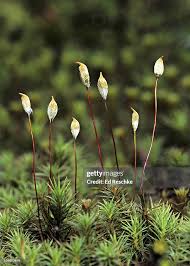 Attēlu rezultāti vaicājumam “Polytrichum commune sporophyte”