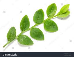 Attēlu rezultāti vaicājumam “Vaccinium myrtillus leaf”