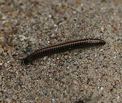 Attēlu rezultāti vaicājumam “Ommatoiulus vilnensis”