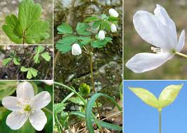 Attēlu rezultāti vaicājumam “Isopyrum thalictroides”