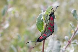 Attēlu rezultāti vaicājumam “Zygaena filipendulae exuvia”
