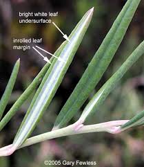 Attēlu rezultāti vaicājumam “Andromeda polifolia leaf”