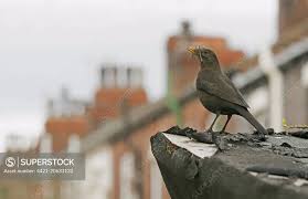 Attēlu rezultāti vaicājumam “Turdus merula female”