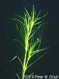 Attēlu rezultāti vaicājumam “Najas flexilis”