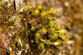 Attēlu rezultāti vaicājumam “Ulota crispa sporophyte”