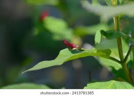 Attēlu rezultāti vaicājumam “Lonicera xylosteum bud”