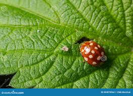 Attēlu rezultāti vaicājumam “Halyzia sedecimguttata”