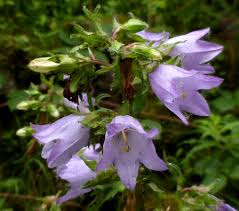 Attēlu rezultāti vaicājumam “Campanula trachelium bud”