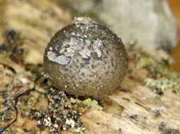 Attēlu rezultāti vaicājumam “Lycogala fuscoolearium”