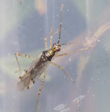 Attēlu rezultāti vaicājumam “Dicyphus sp.”