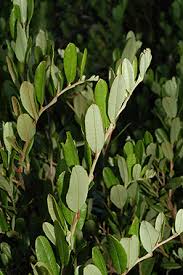 Attēlu rezultāti vaicājumam “Chamaedaphne calyculata”