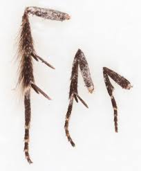 Attēlu rezultāti vaicājumam “Carpatolechia proximella”