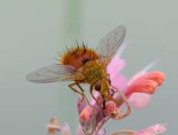 Attēlu rezultāti vaicājumam “Tachinidae”