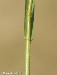 Attēlu rezultāti vaicājumam “Elytrigia repens subsp. arenosa”