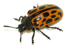 Attēlu rezultāti vaicājumam “Chrysomela vigintipunctata”