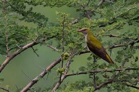 Attēlu rezultāti vaicājumam “Oriolus oriolus female”