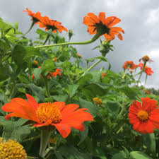 Image result for Tithonia rotundifolia