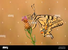 Attēlu rezultāti vaicājumam “Papilio machaon underside”