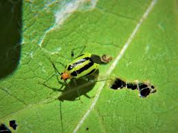 Attēlu rezultāti vaicājumam “Miridae”