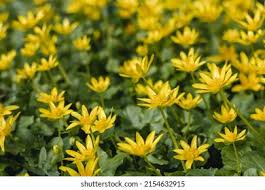 Attēlu rezultāti vaicājumam “Ficaria verna flower”