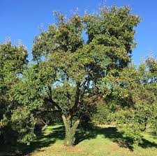 Attēlu rezultāti vaicājumam “Malus baccata”