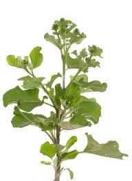 Attēlu rezultāti vaicājumam “Arctium tomentosum leaf”