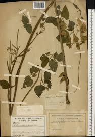 Attēlu rezultāti vaicājumam “Angelica palustris”