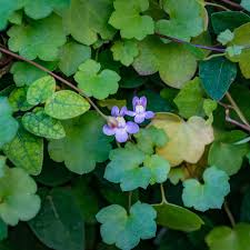 Attēlu rezultāti vaicājumam “Cymbalaria muralis”