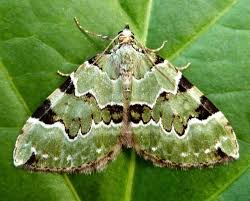 Attēlu rezultāti vaicājumam “Colostygia pectinataria female”