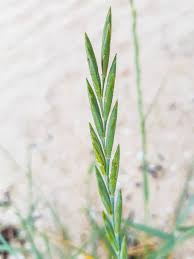 Attēlu rezultāti vaicājumam “Elytrigia repens”