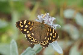Attēlu rezultāti vaicājumam “Pararge aegeria upperside”